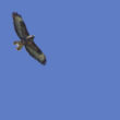 Buse variable